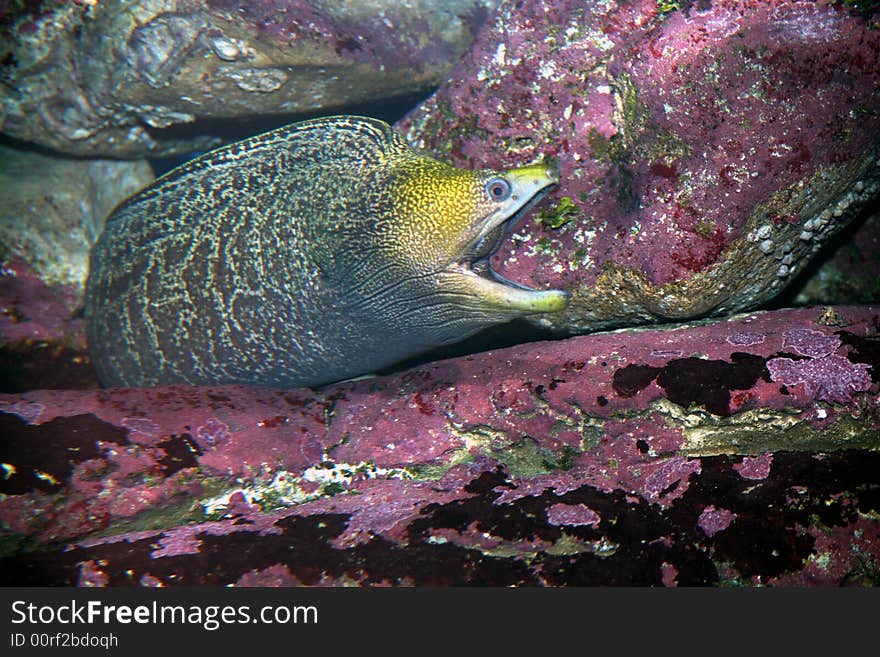 Moray eel comes out from the safety of the rocks