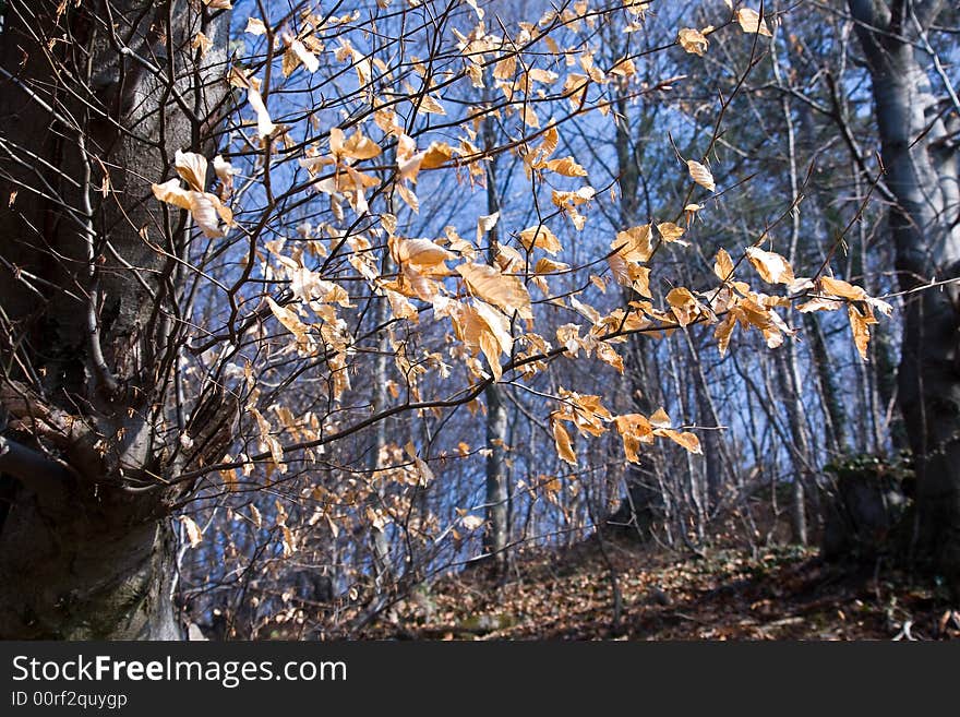 Tree And Branch