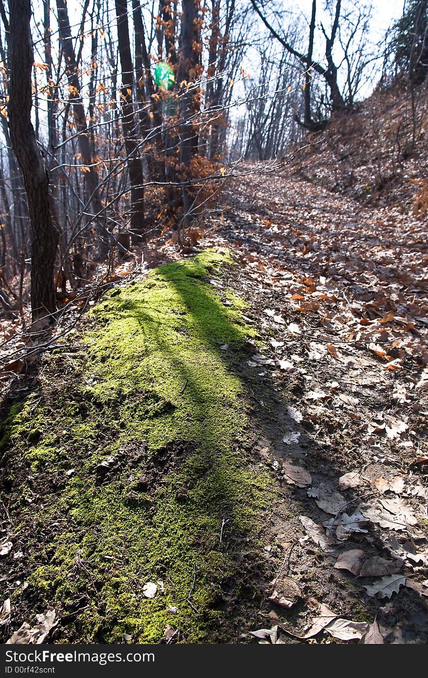 Moss along the road