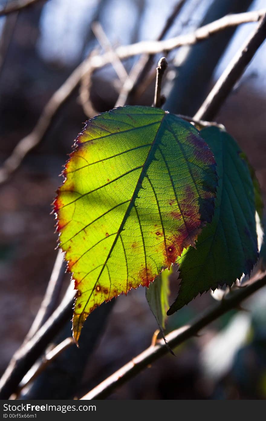 Leaf on the sunlight