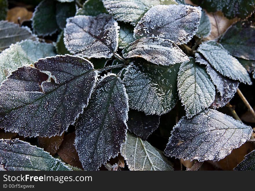 Plant leaves frost