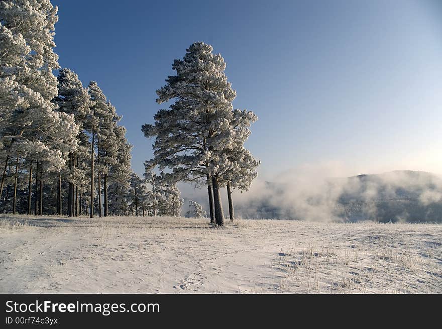 Winter landscape. A fog. Trees in snow. Winter landscape. A fog. Trees in snow.