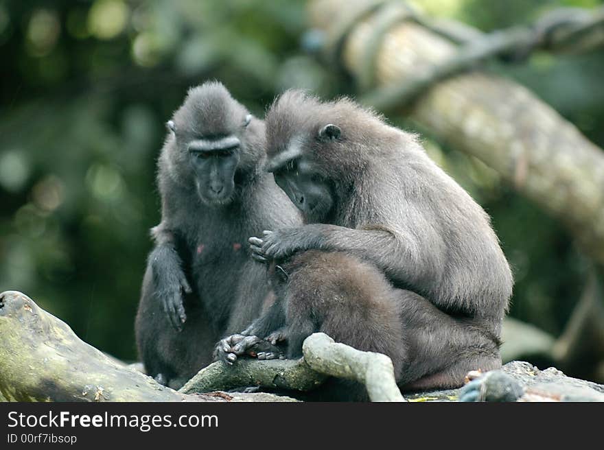 Monkey family in singapore zoo