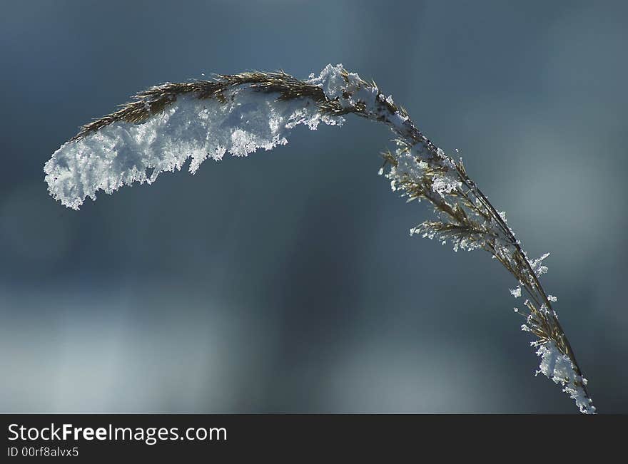 Frosted Plant In The Sunshine