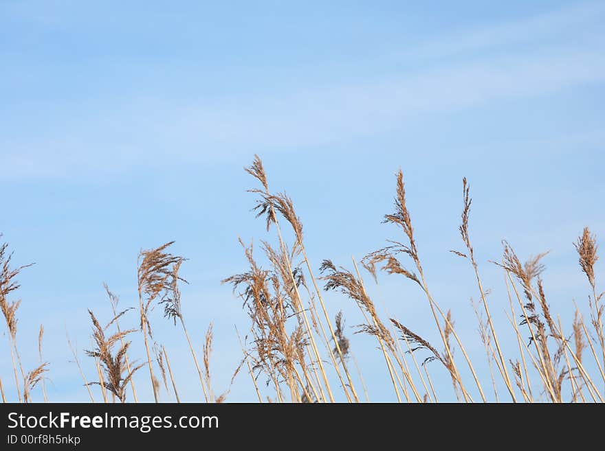 Reed seed heads blow in the blue sky, background image. Reed seed heads blow in the blue sky, background image