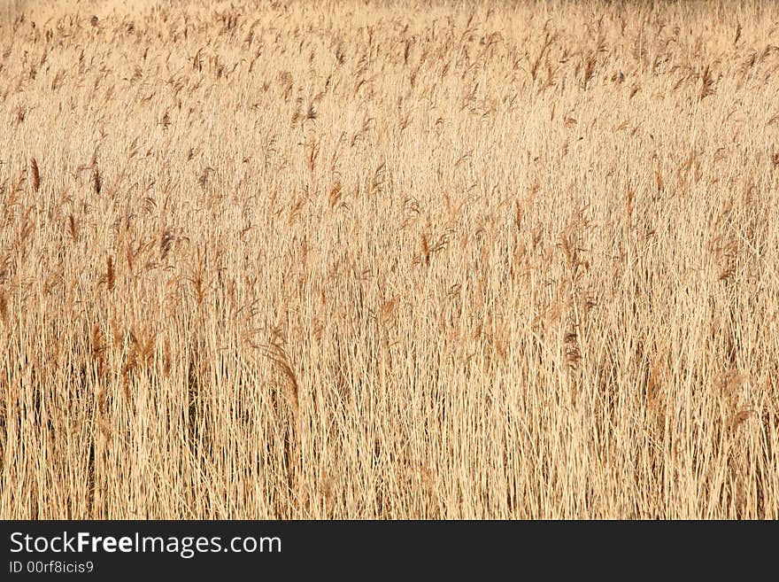 Reed Bed Background