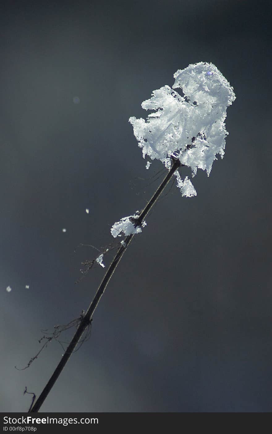 Frosted plant in the wind