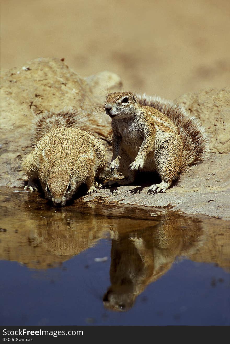 Squirrels are drinking clean water