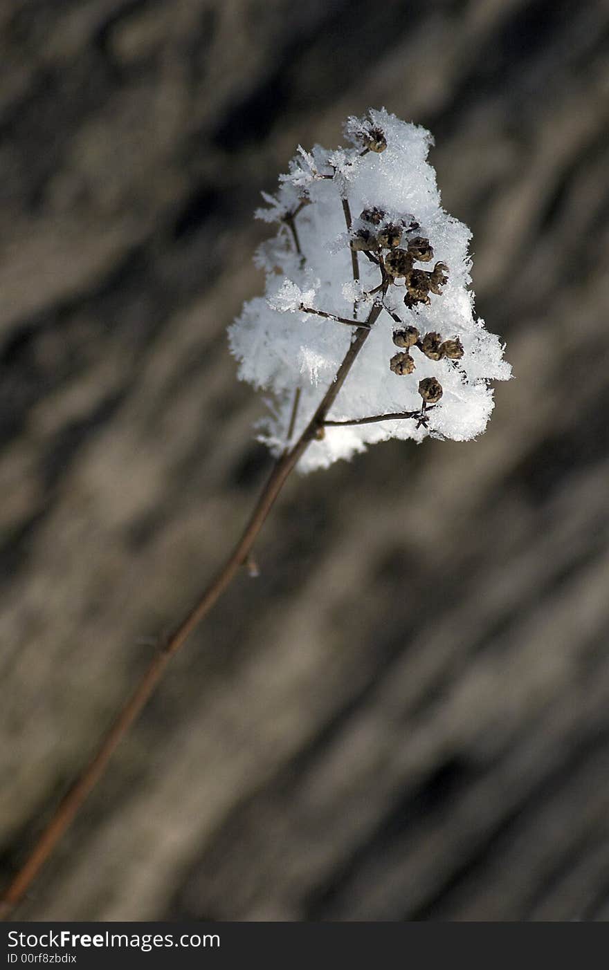 Frosted Plant In The Winter Time