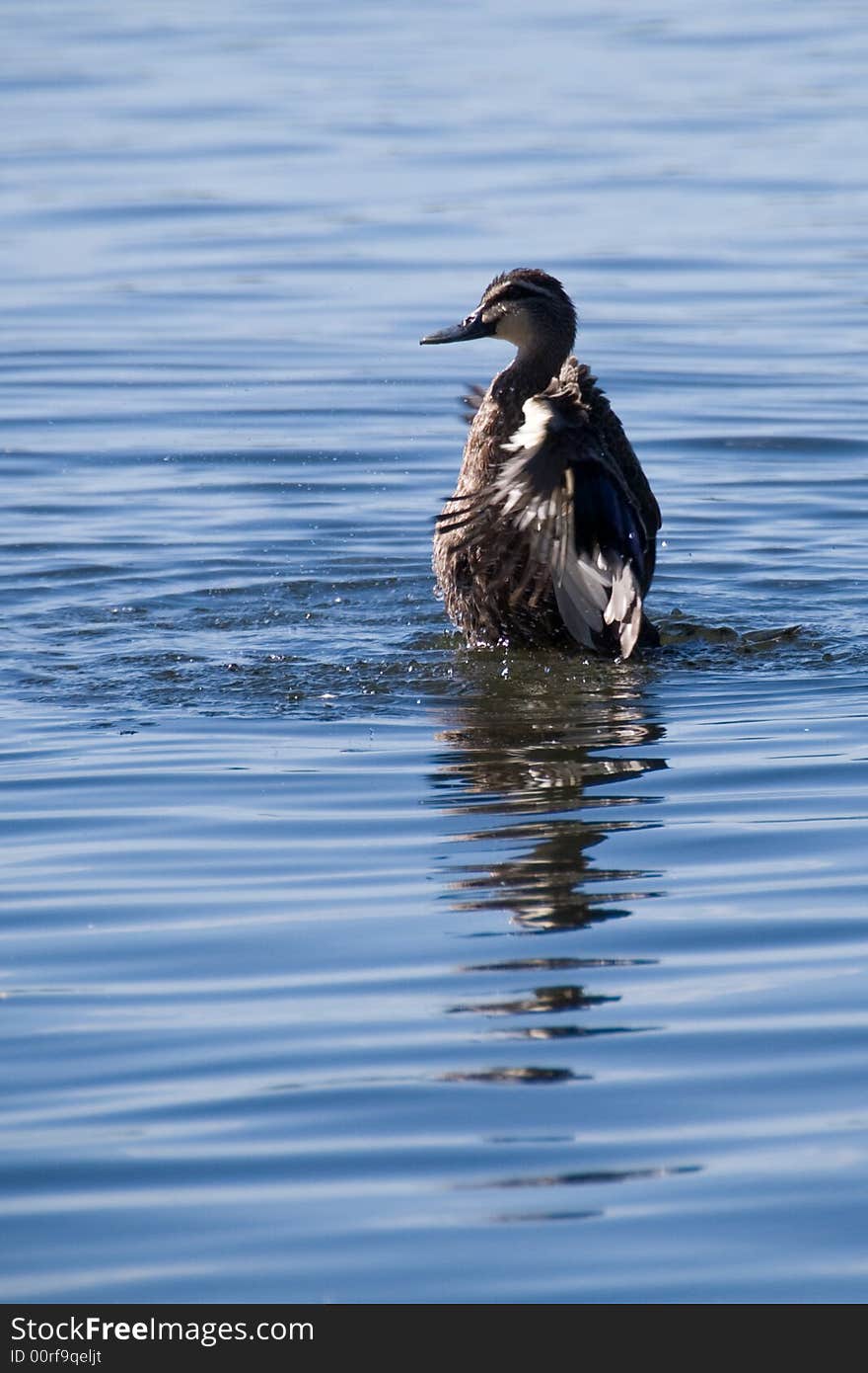 Black Duck Washing In Blue Lake