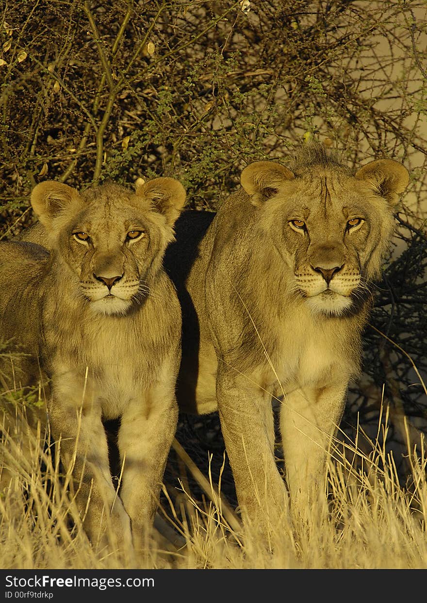 Lion brothers under the tree. Lion brothers under the tree