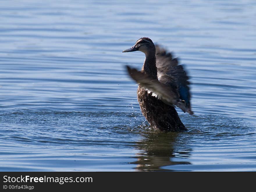 Black Duck Washing In Blue Lake