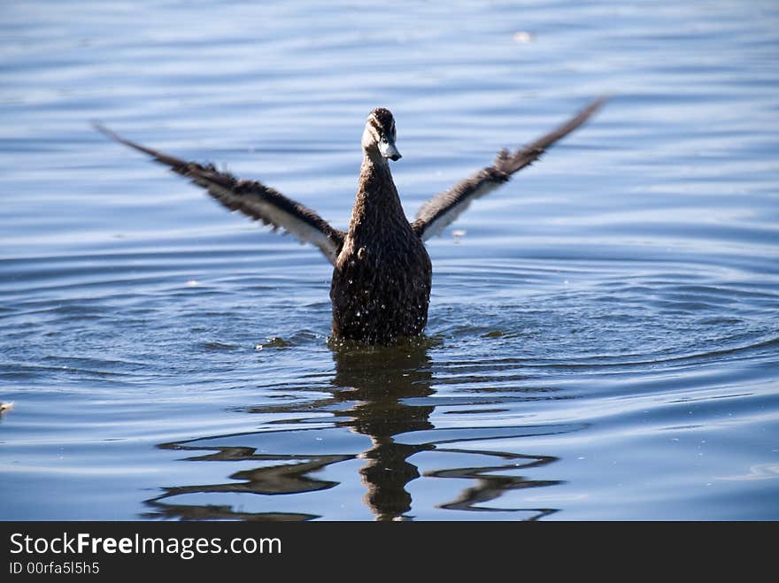 Black Duck washing in blue lake