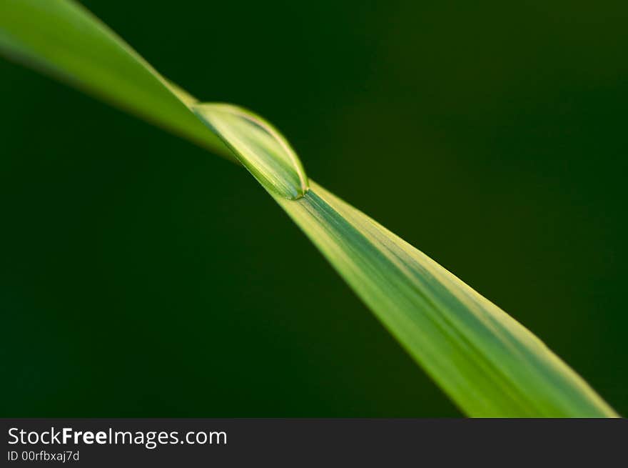 Macro Image of Water Drop on Blade of Grass.