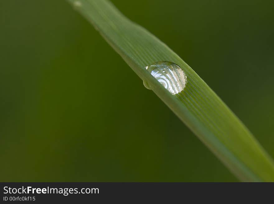 Macro Image of Water Drop on Blade of Grass.