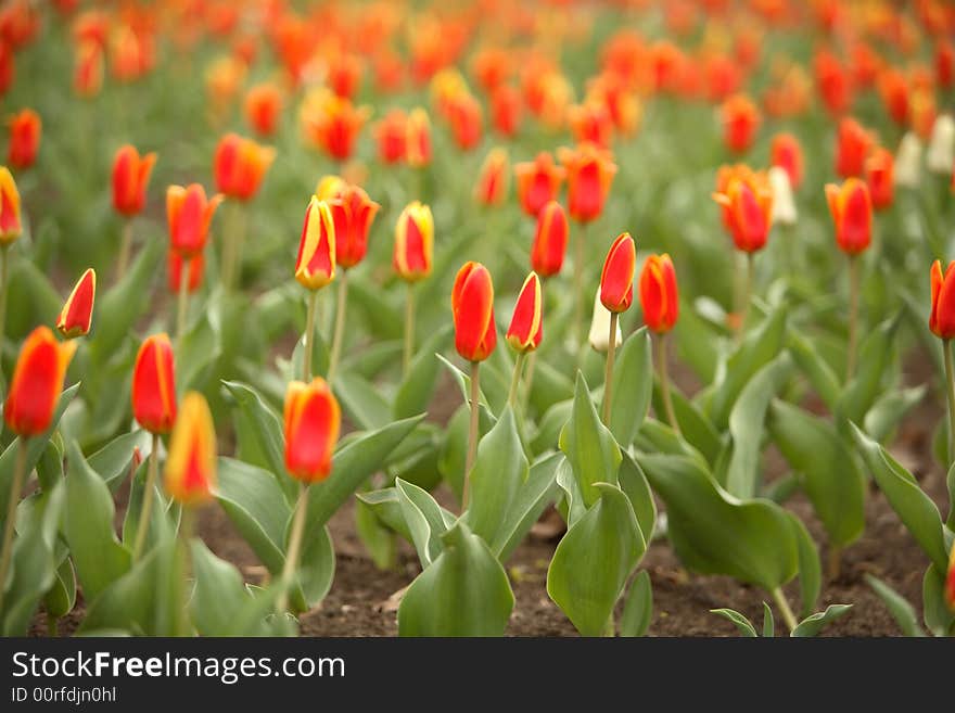 Tulips on a lawn