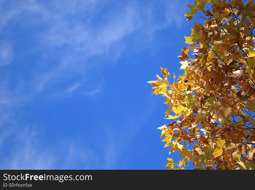 Autumn leaves on a blue sky backgroud. Autumn leaves on a blue sky backgroud