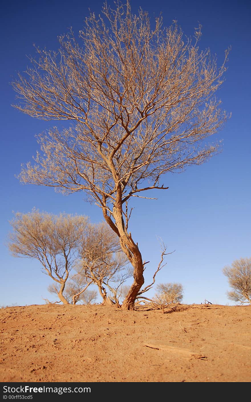 The tree in australian outback. The tree in australian outback