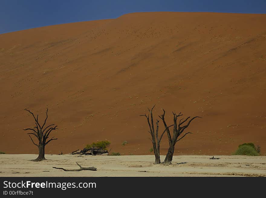 Dead trees in front of a big dune (Namib Desert, Namibia). Dead trees in front of a big dune (Namib Desert, Namibia)