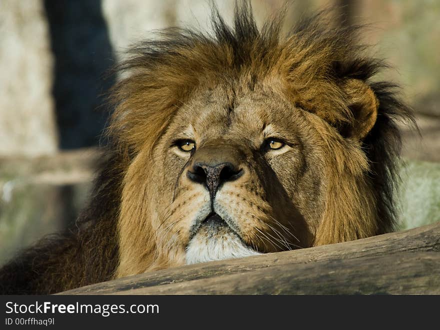 Portrait of a big african male lion