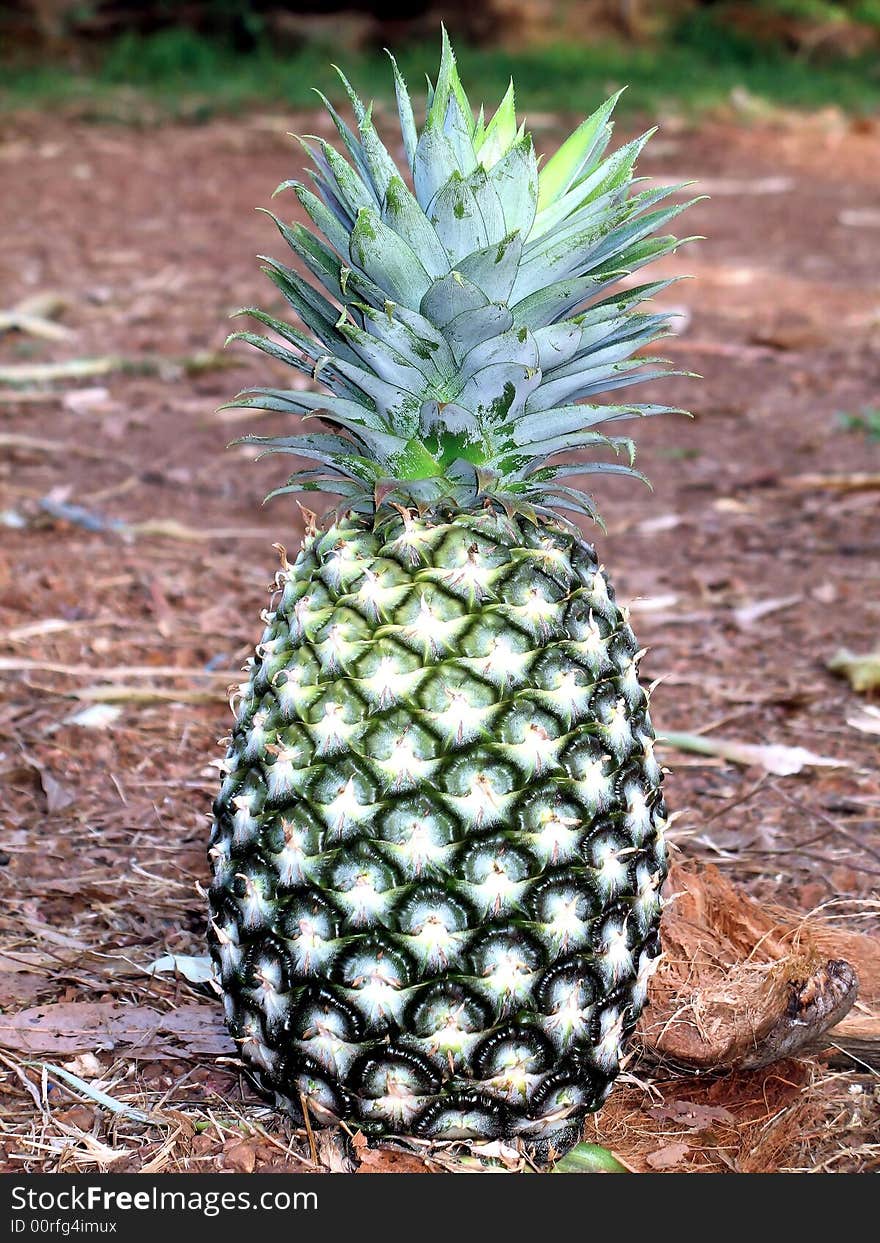 Fresh pineapple