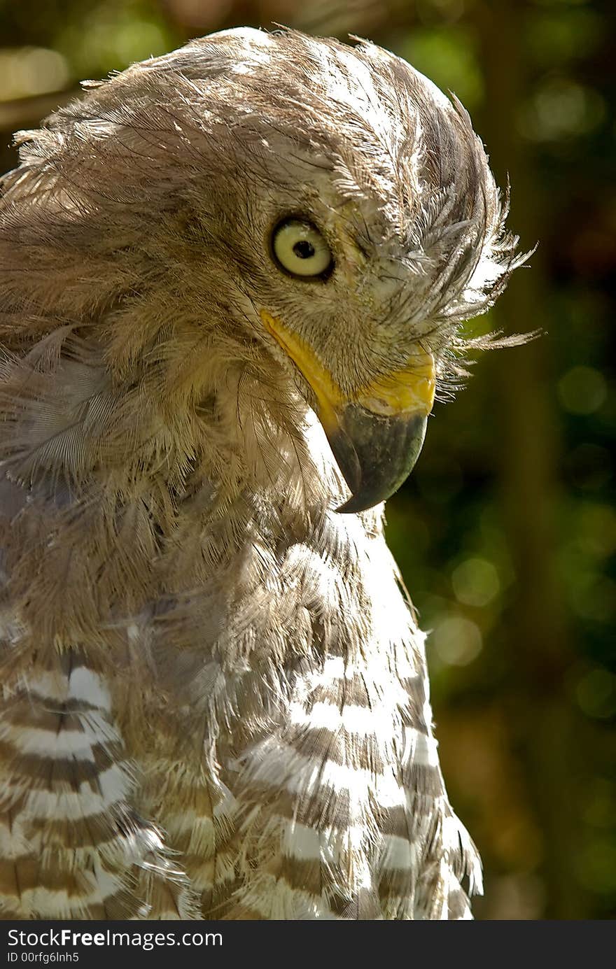 Varmint bird - african hawk close-up portrait