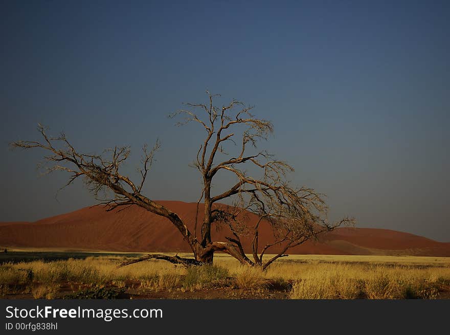 Dead Tree (Namib desert)