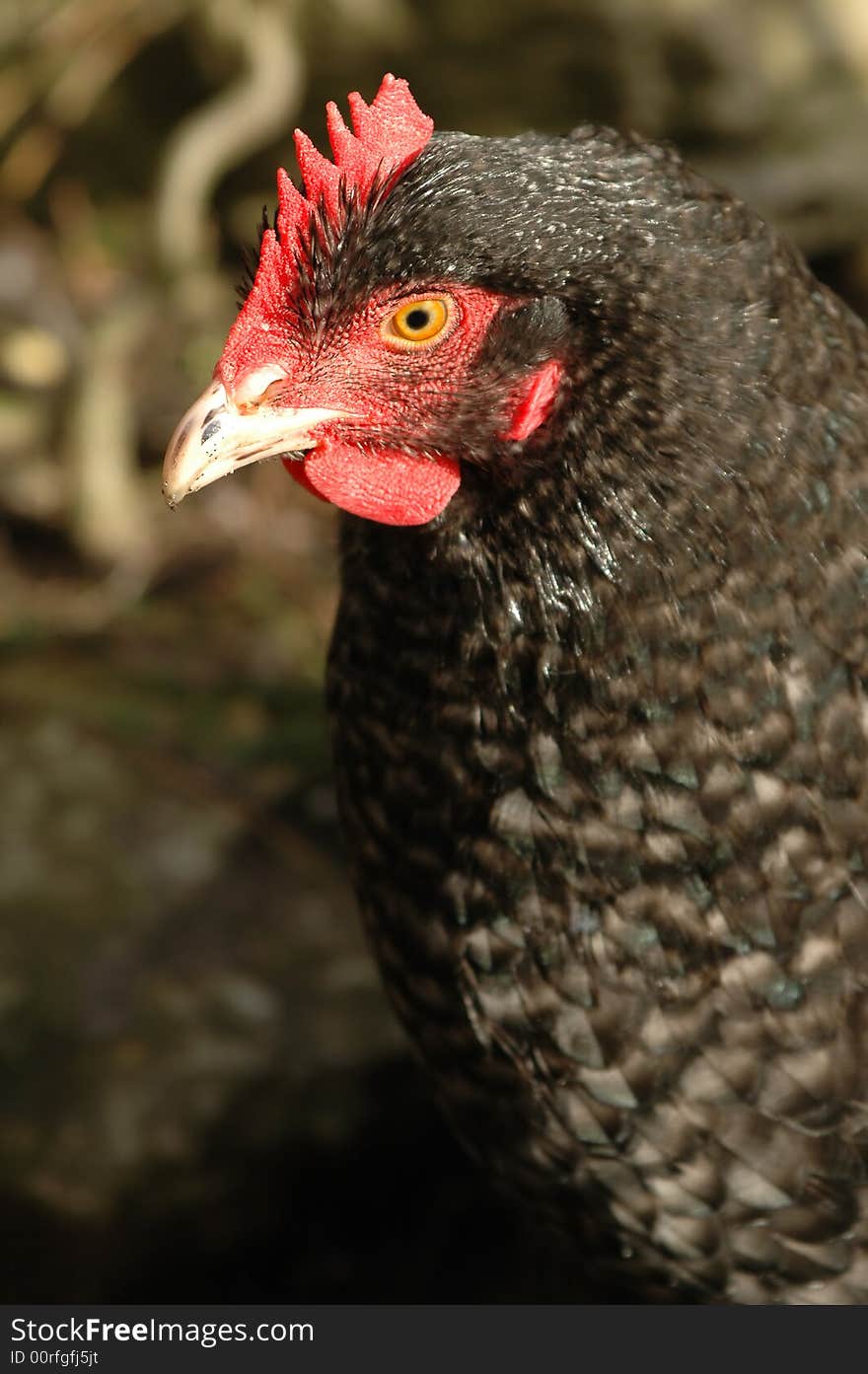 Close-up of a black free-range hen. Close-up of a black free-range hen