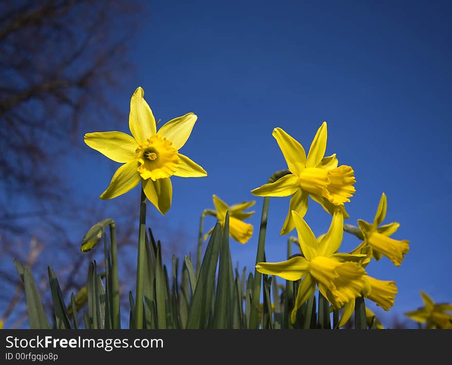 Daffodils