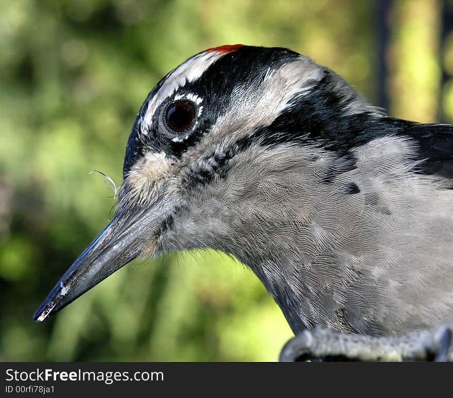 Hairy Woodpecker macro