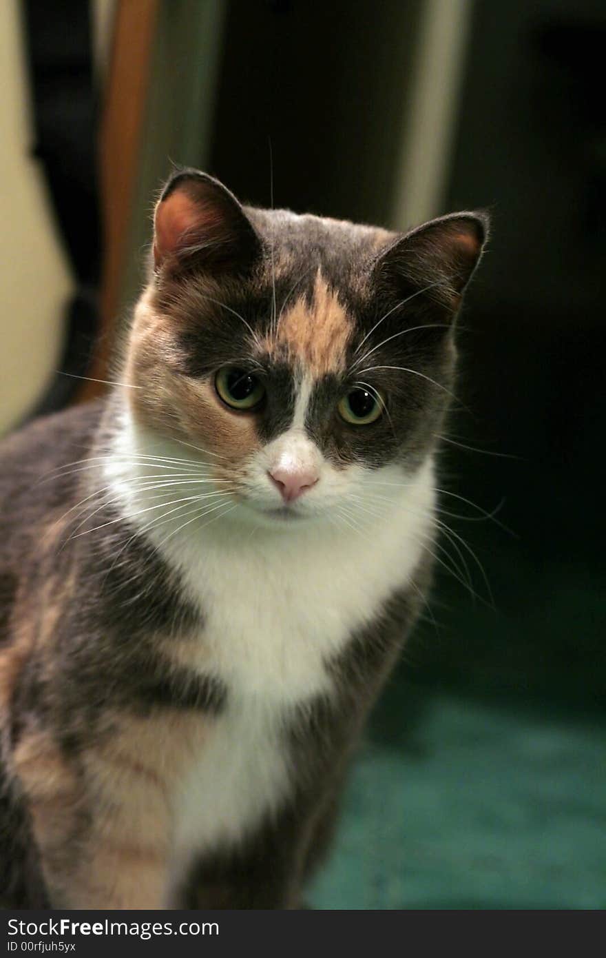 House multi-coloured not purebred cat on green to a floor. House multi-coloured not purebred cat on green to a floor