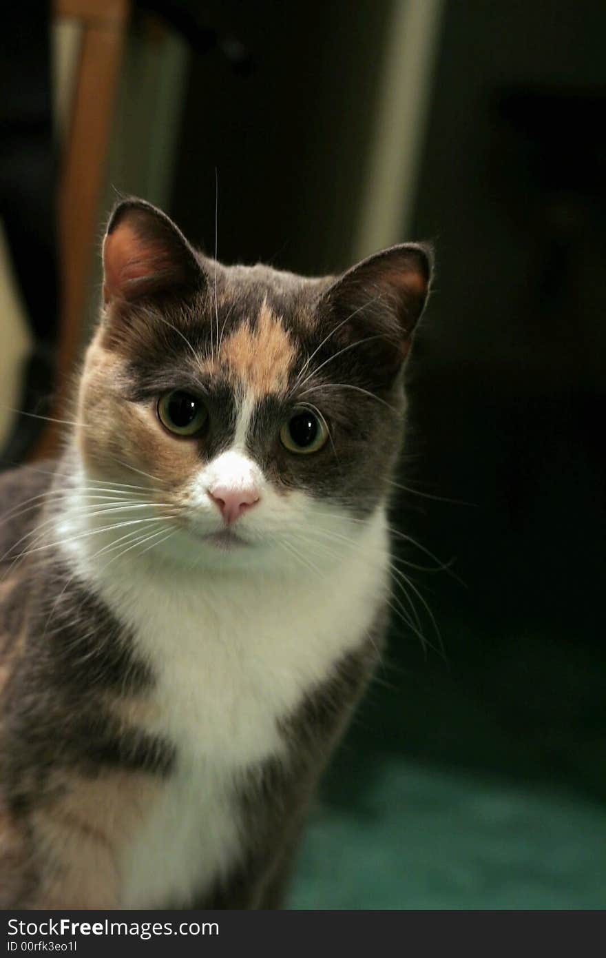 House multi-coloured not purebred cat on green to a floor. House multi-coloured not purebred cat on green to a floor