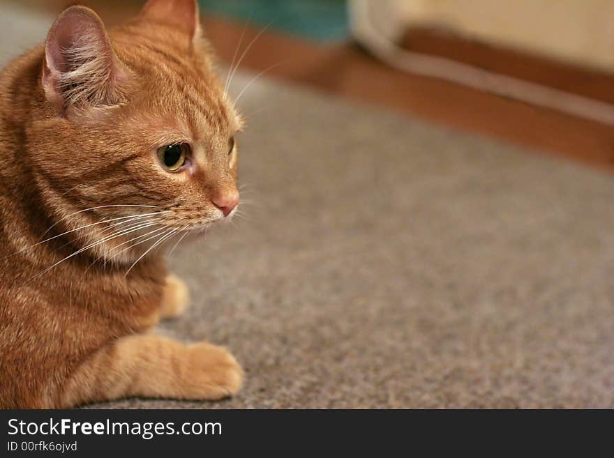 House red cat laying on a floor. House red cat laying on a floor