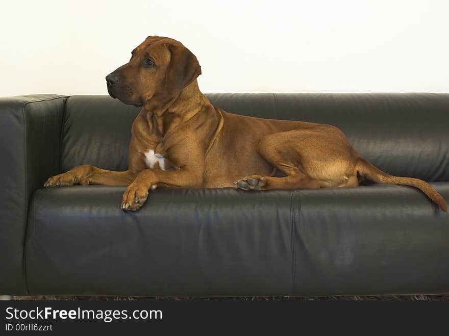 Brown dog rest on seat. Brown dog rest on seat