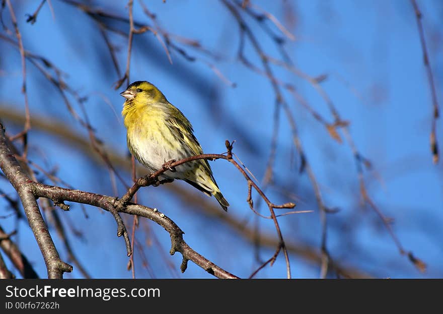 Small siskin sitting on the birch branch.