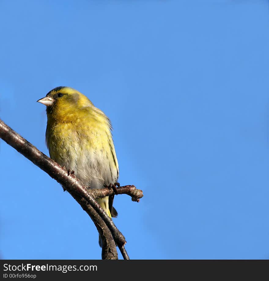 Small siskin sitting on the birch branch.