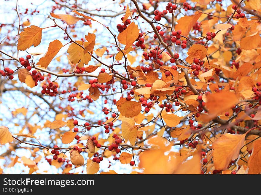 The tree with orange leaf