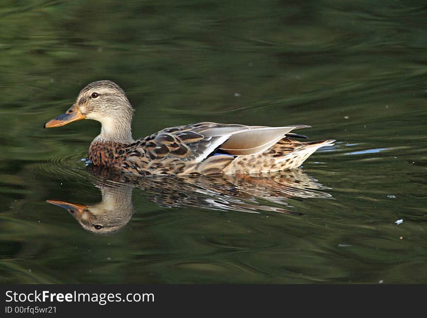 A duck paddling on a pond. A duck paddling on a pond