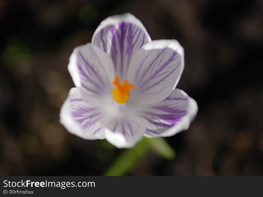 The violet flower from the top. The violet flower from the top