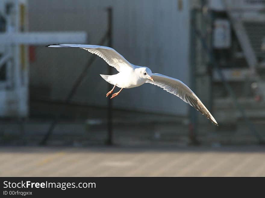 Seagull in flight