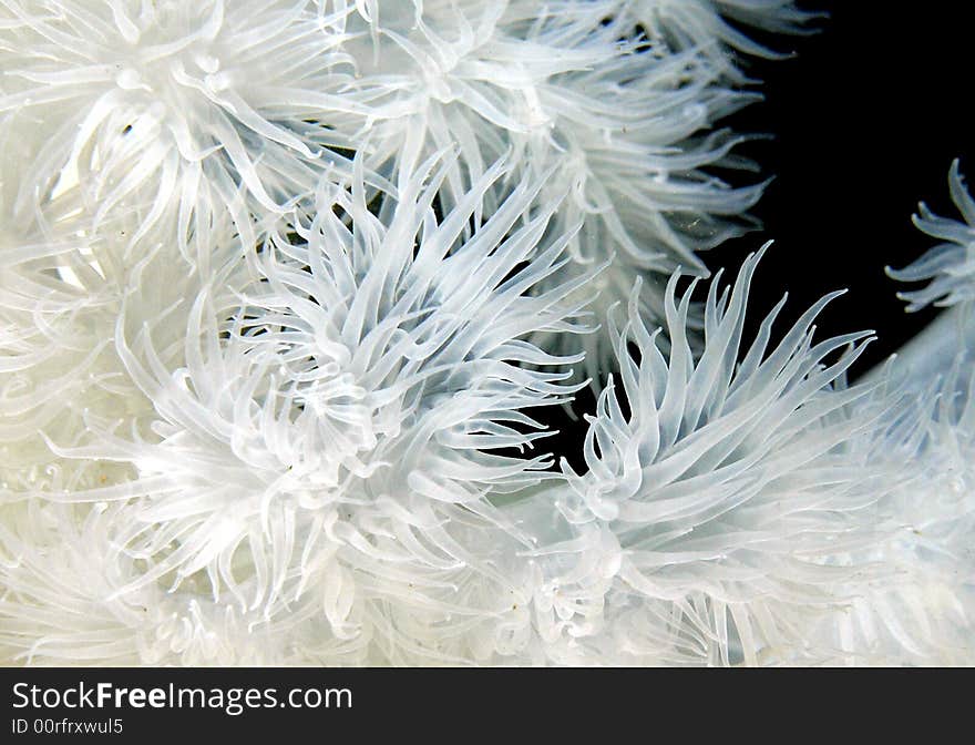 Plumose Anemone Backlit Macro