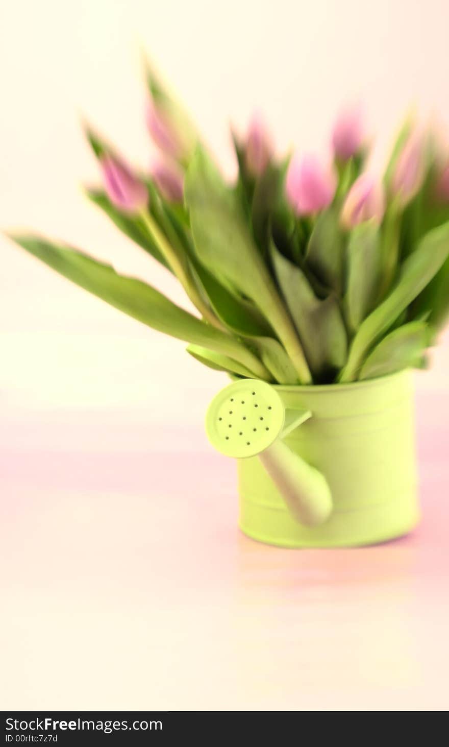 Watering can full of pink tulips with special focus and tint. Watering can full of pink tulips with special focus and tint