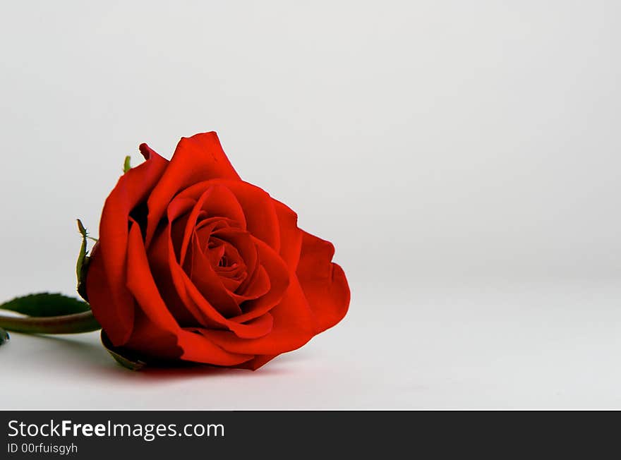 A Red Rose On White