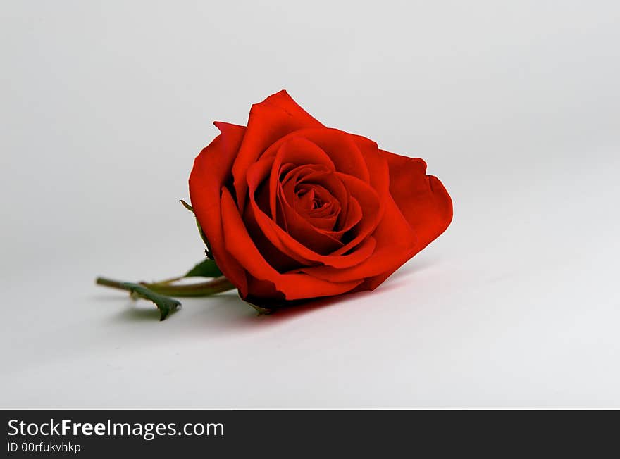 A red rose on white