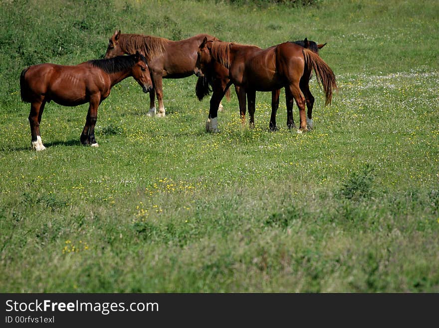 Wild horses in french haute normandie. Wild horses in french haute normandie