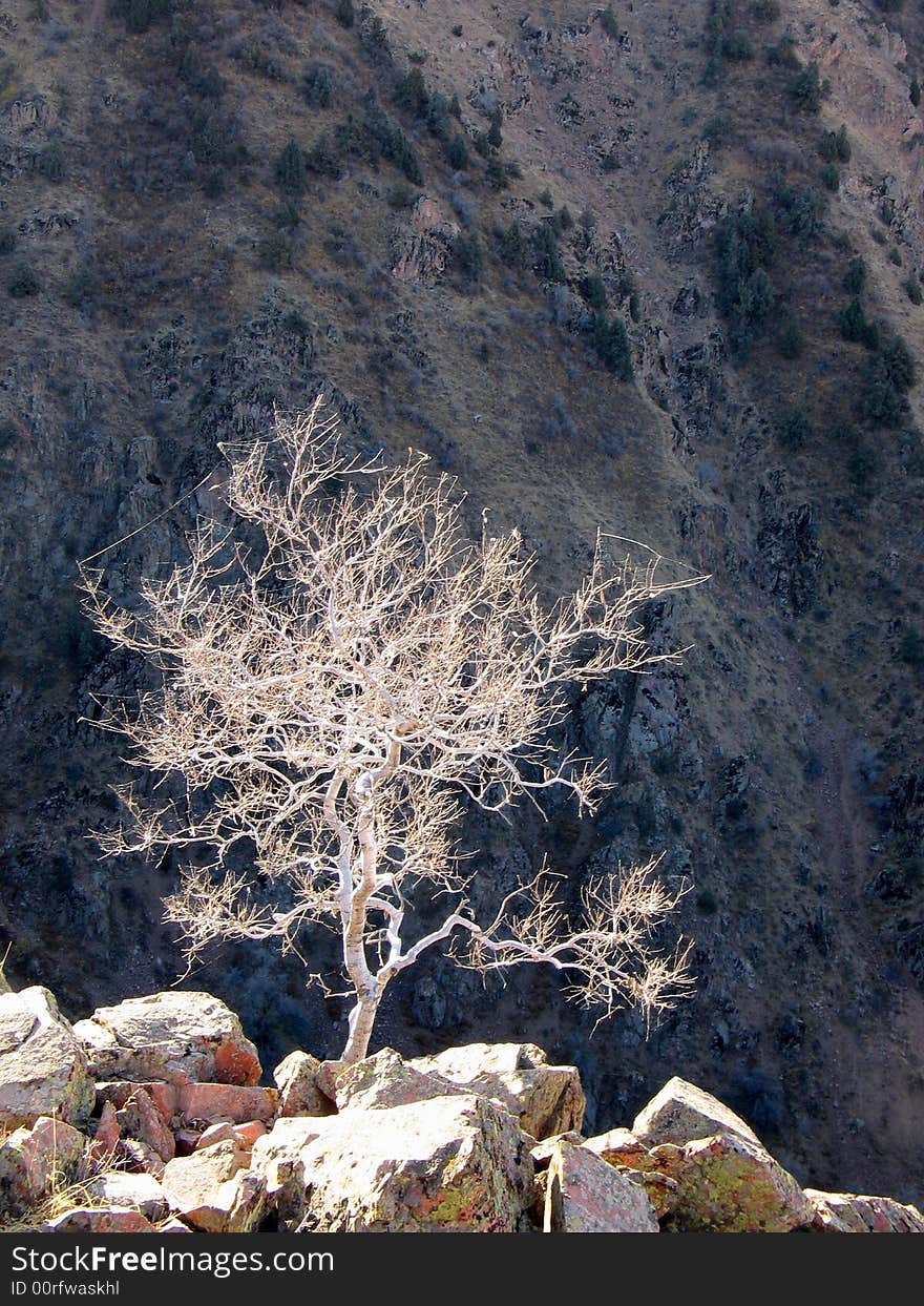 Light tree on dark rock slope background. Light tree on dark rock slope background