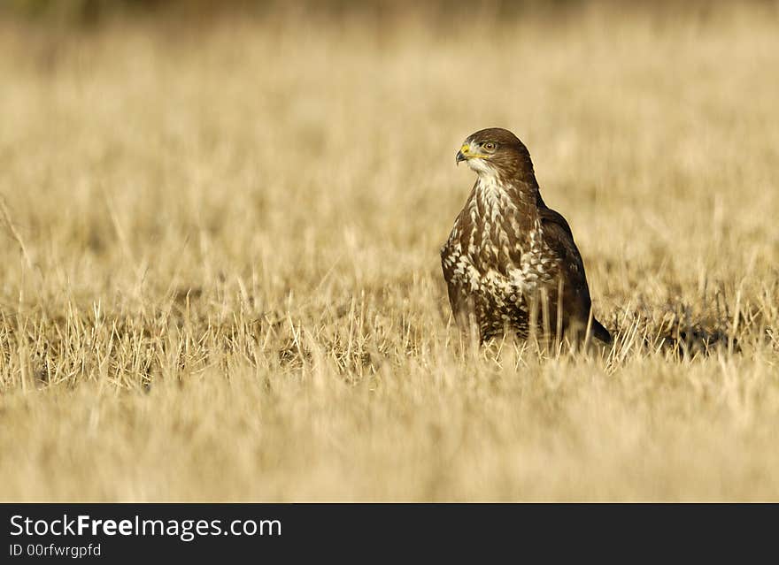 Buteo buteo