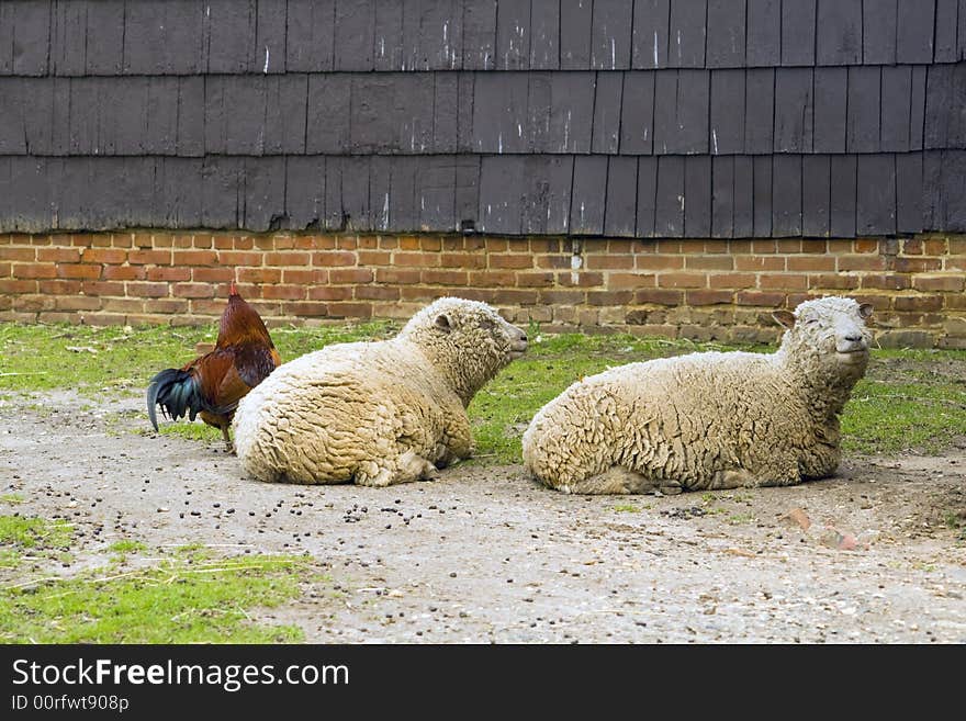 Sheep and rooster outside on the farm. Sheep and rooster outside on the farm