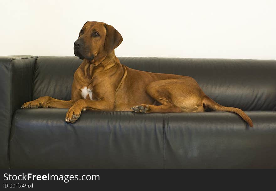 Brown dog rest on seat. Brown dog rest on seat