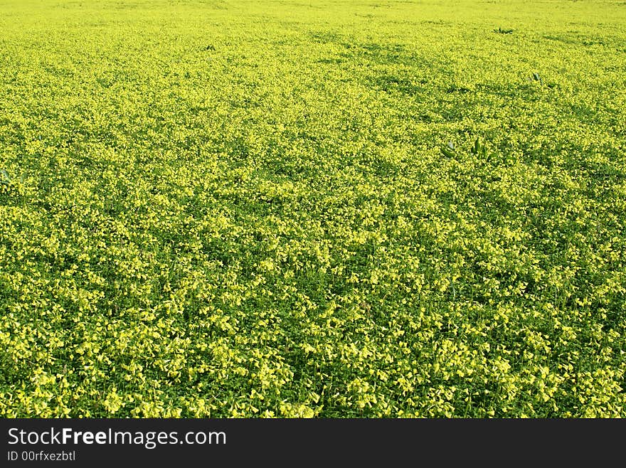 A meadow in sardinia with yellow flowers. A meadow in sardinia with yellow flowers.